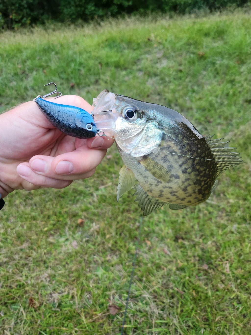 Square Bill Crankbait (Black and Blue Shad)