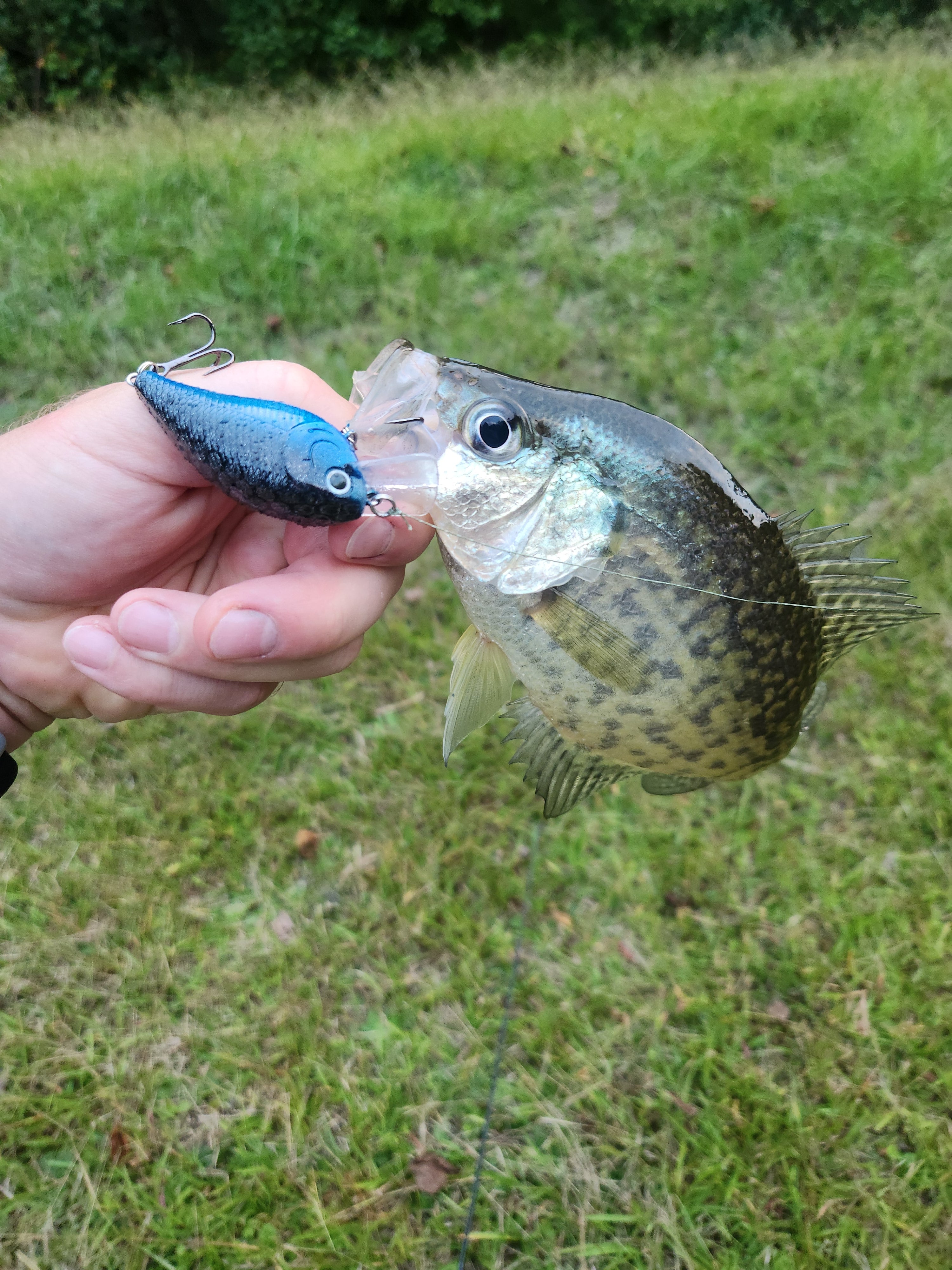 Square Bill Crankbait (Black and Blue Shad)