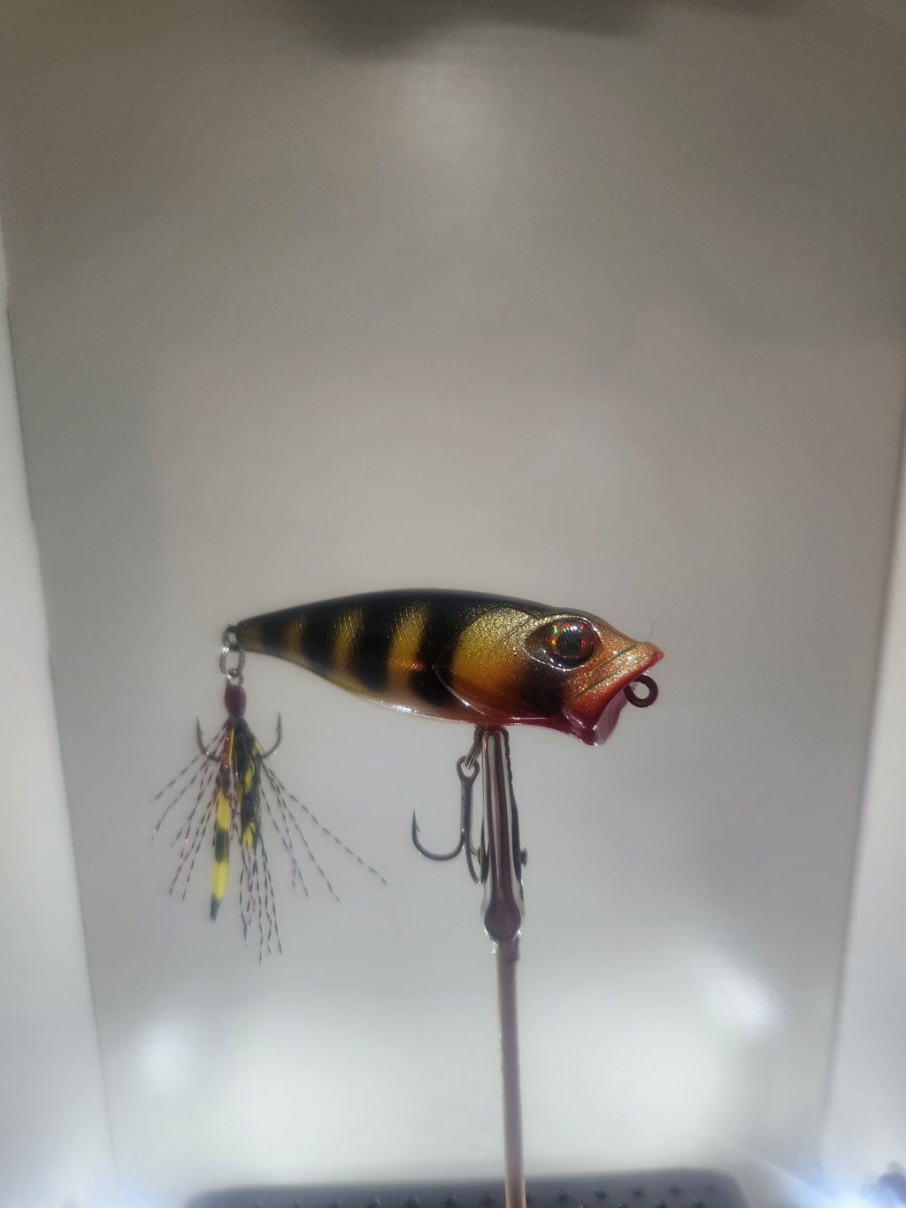 Bass Pop (Wicked Yeller Perch)